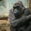 Az első, fogságban született gorilla