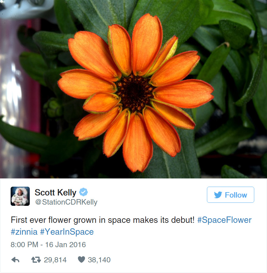 space-first-flower-bloom-nasa-scott-kelly-7.jpg