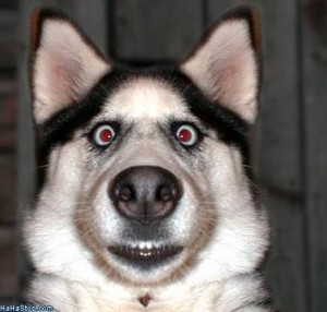 scared_dog-300x286.jpg