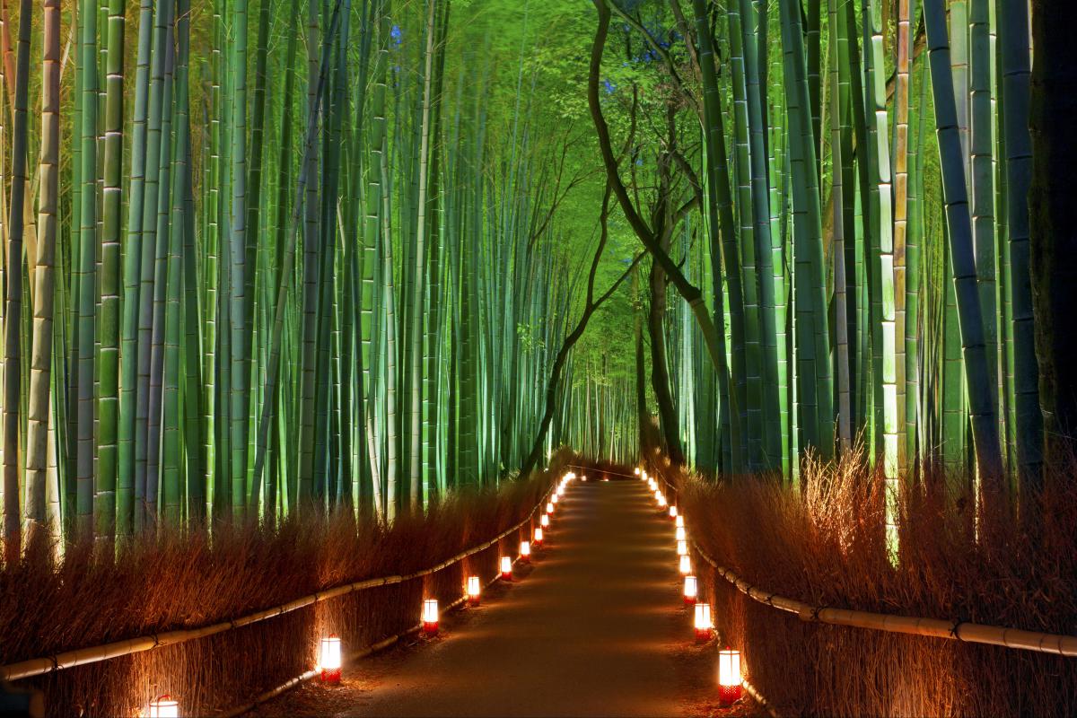 bamboo-forest_-japan.jpg