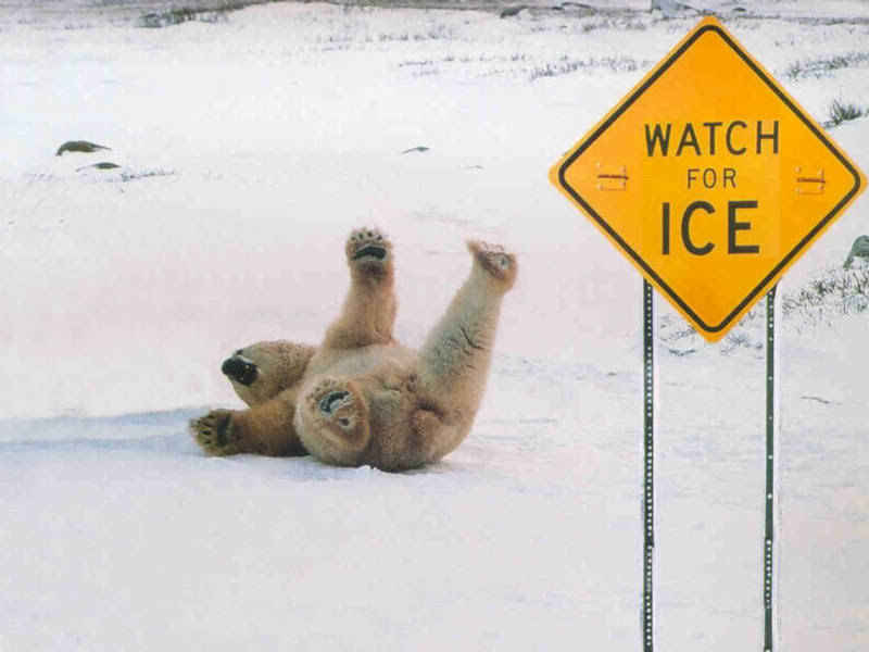 gpolar-bear-slipping-on-ice.jpg