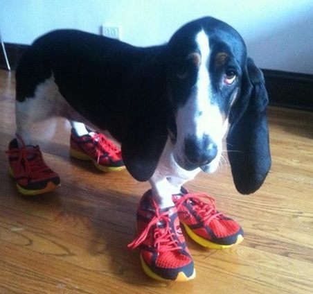 the-world_s-top-10-best-images-of-dogs-in-shoes-6.jpg