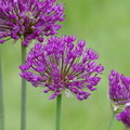 Díszhagyma - Allium satöbbius