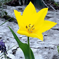 A Tulipán