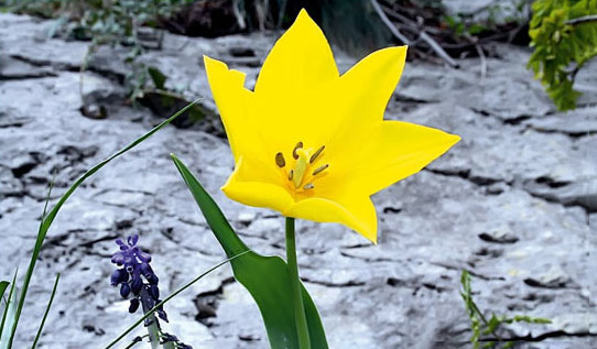 tulipa_hungarica.jpg