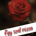 Szollár Bence: Egy szál rózsa