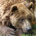 Két új mentett medve érkezik Spanyolországból a Medveotthonba