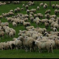Újra fel kellene fedezni az elfeledett pásztorkutyákat