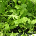 rucola 06.04.