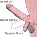 egy kis biosz ::
