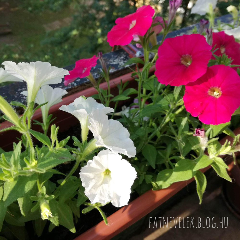 petunia-190607.jpg