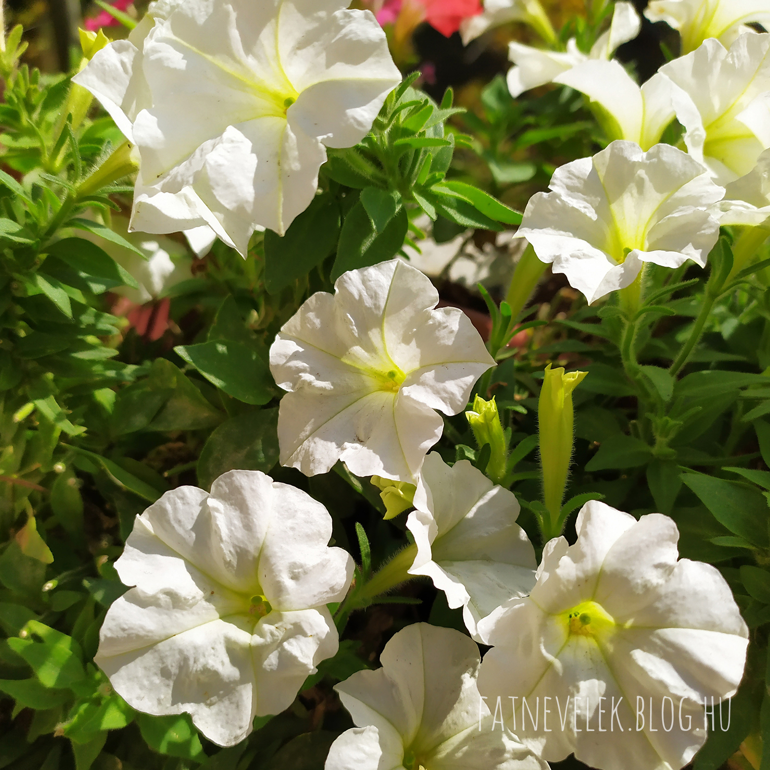 petunia-2019-10-17.jpg