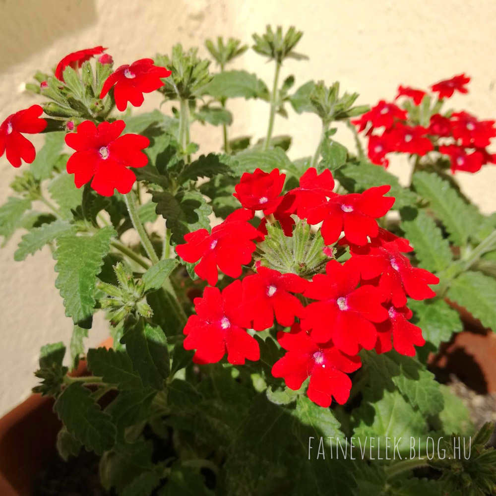 verbena-0608.jpg