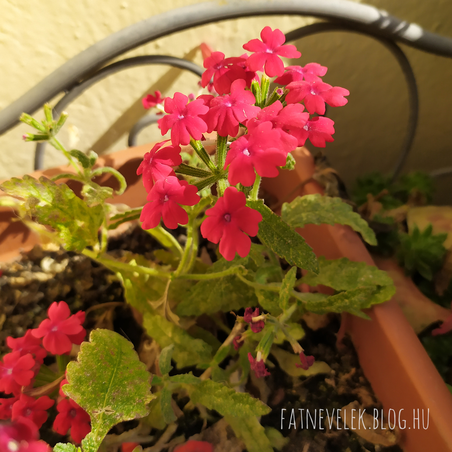 verbena-2019-10-17.jpg