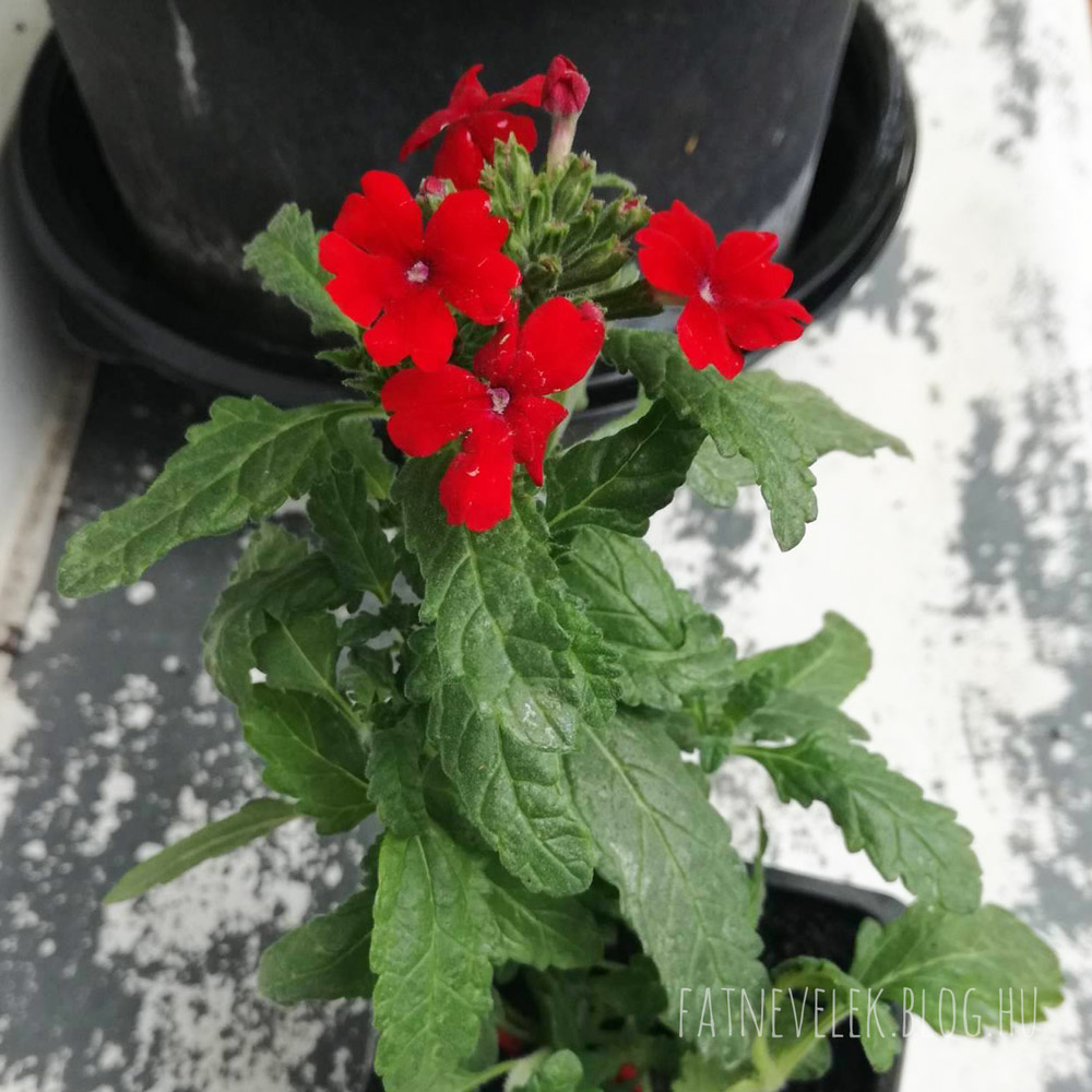 verbena-elsokep.jpg