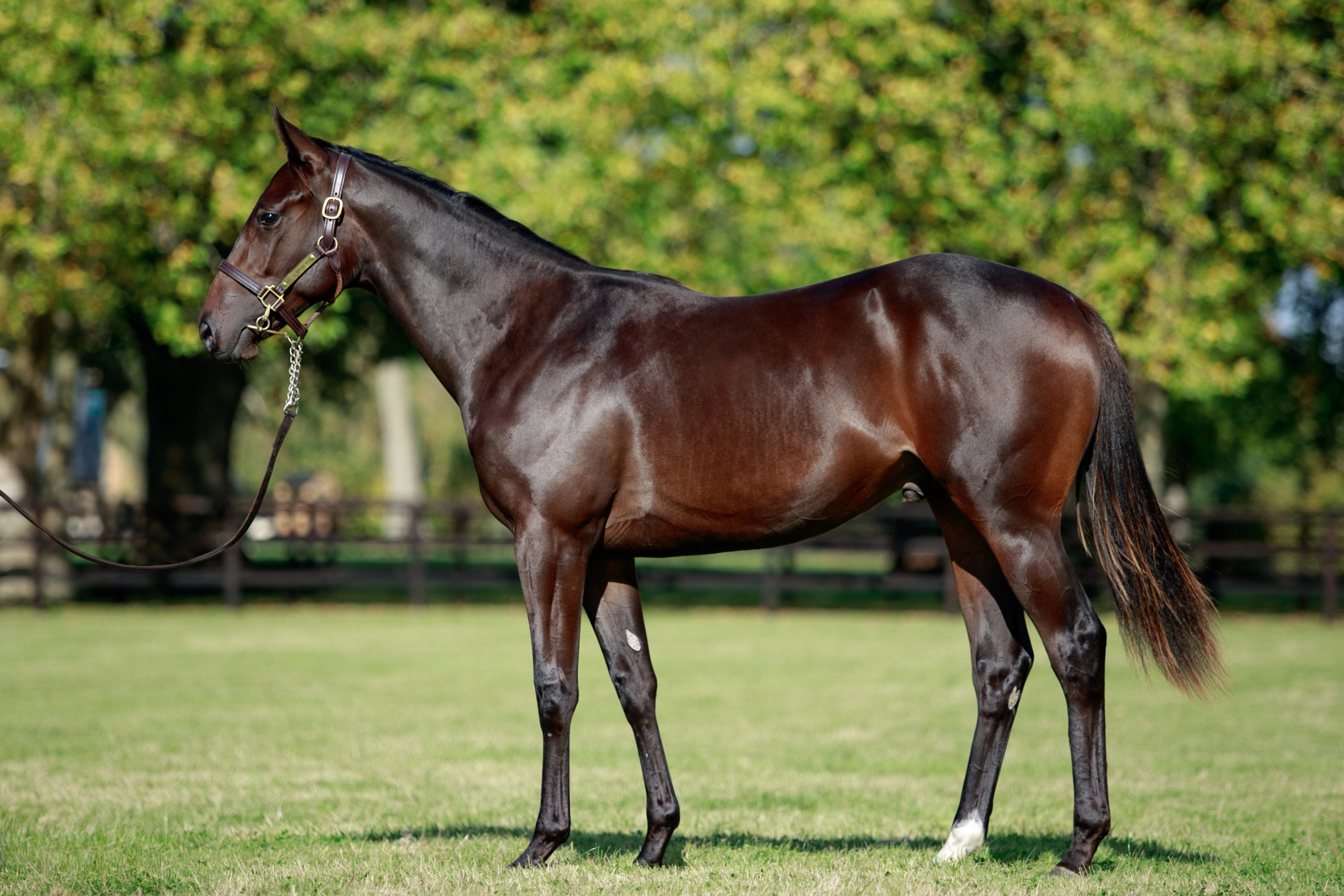 Arqana nyitónap