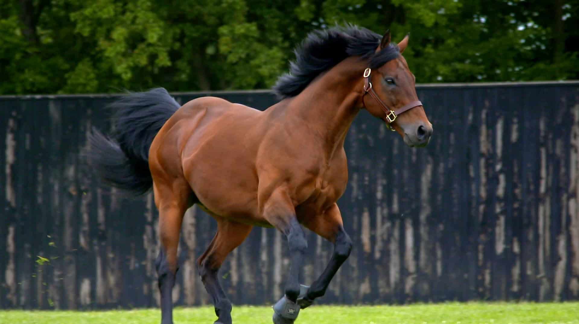 dubawi-worlds-greatest-stallion.jpg