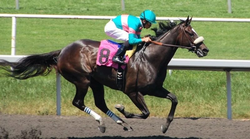 zenyatta-racehorse-facts-800x445.jpg