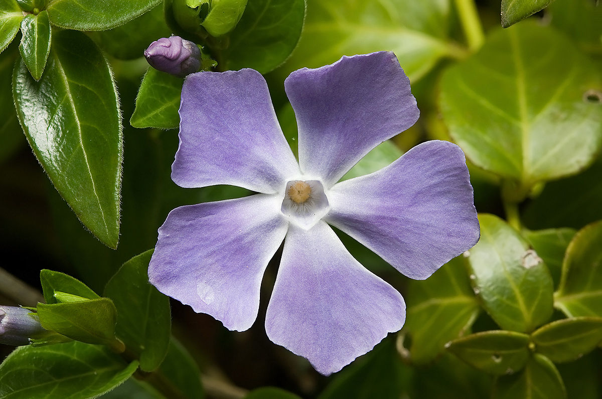 vinca.jpg