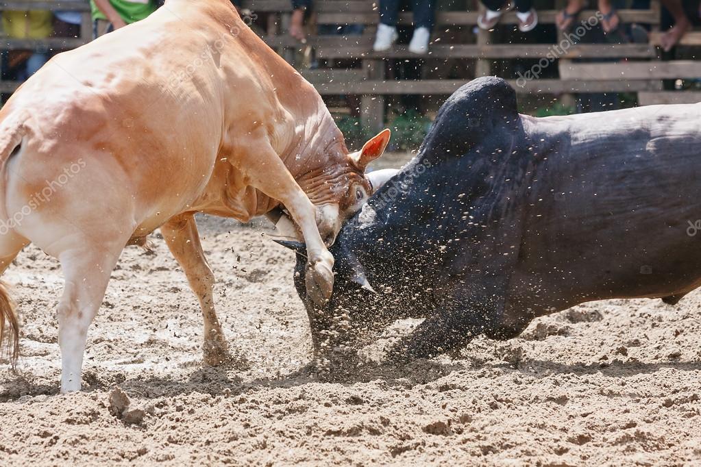 depositphotos_13146444-stock-photo-bull-fight.jpg