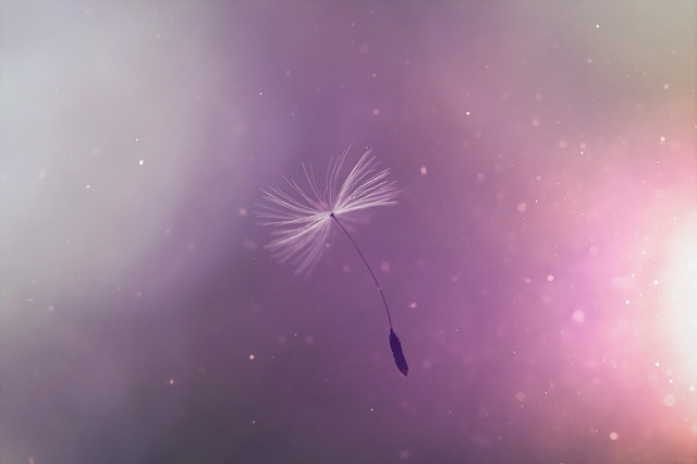 dandelion-4186350_640.jpg