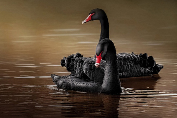 black-swans.jpg