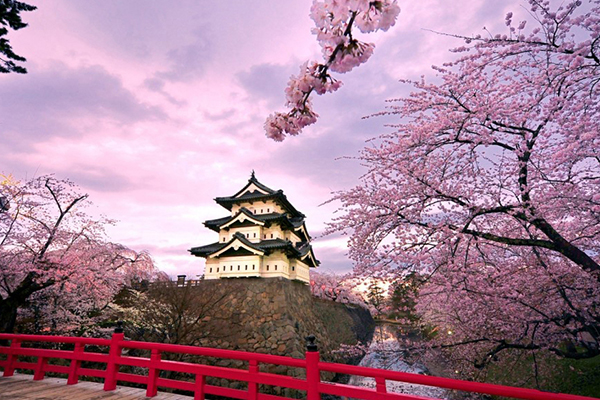 japan-2-cherry-blossom-fuji-hakone-izu-national-park-1024x640_1.jpg