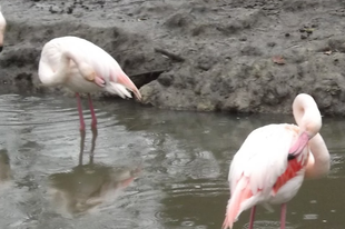 Rózsás flamingó (Phoenicopterus roseus), Nyíregyházi Állatpark, 2015.11.28., photó by: Tamás Boros