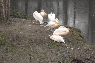 Rózsaszín pelikán (Pelecanus onocrotalus), Nyíregyházi Állatpark, 2015.11.28., photó by: Tamás Boros