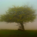 Itt az ősz - ködös képek
