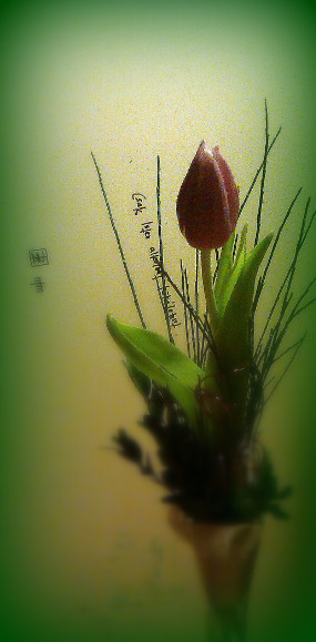 tulipe pourpresmall.jpg