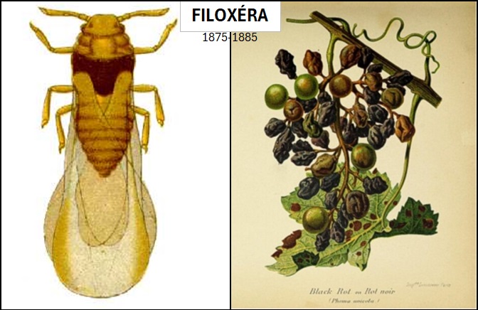 filoxera.jpg