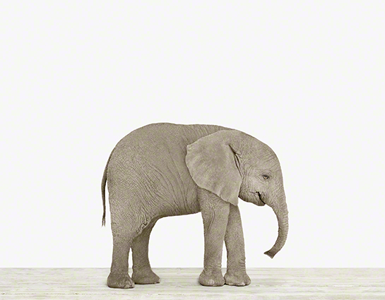 http://www.theanimalprintshop.com/baby-elephant/