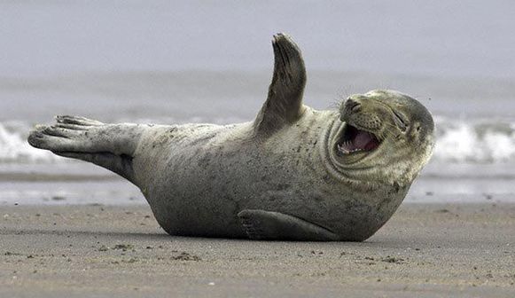 2funnyneel_com_smiling-laughing-animals.jpg