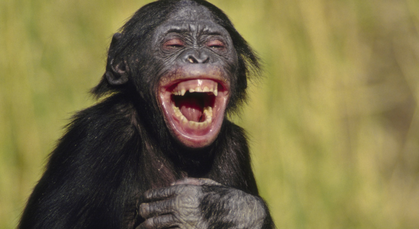 laughing-bonobo-cropanimals_howstuffworks_com.jpeg
