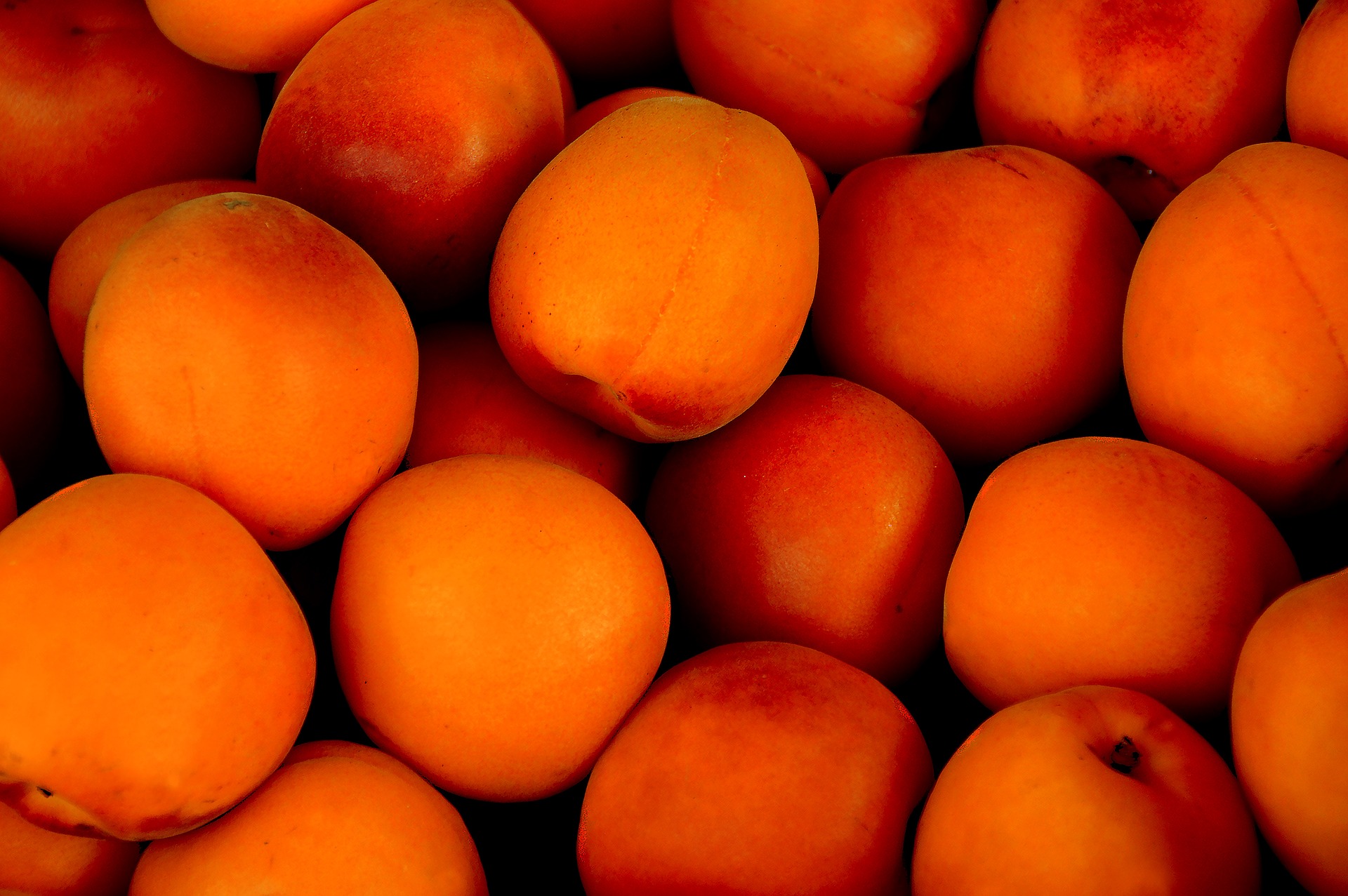 apricot-1556851_1920.jpg