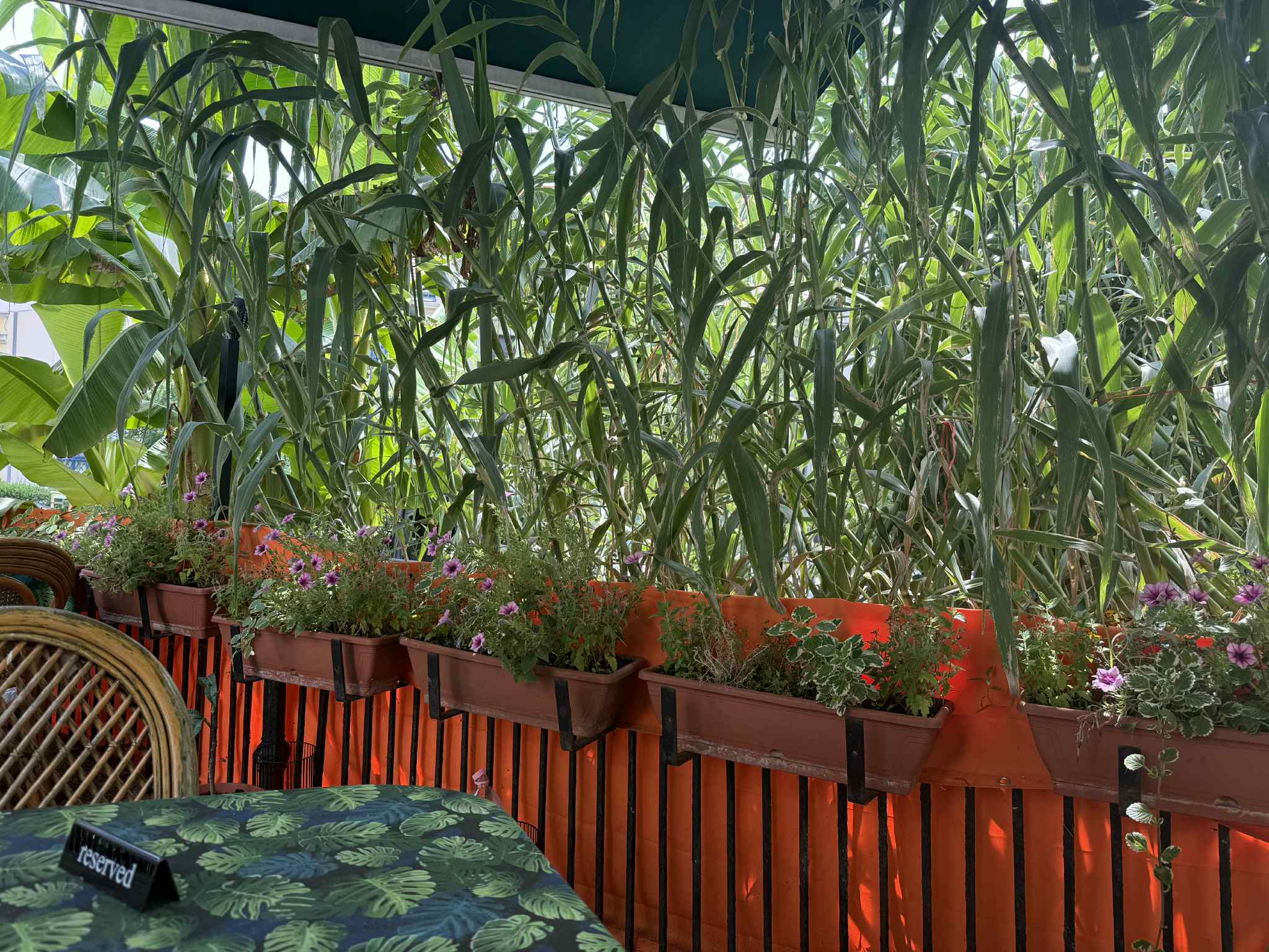 cilantro_tropical_bistro_etterem_esztergom.jpg