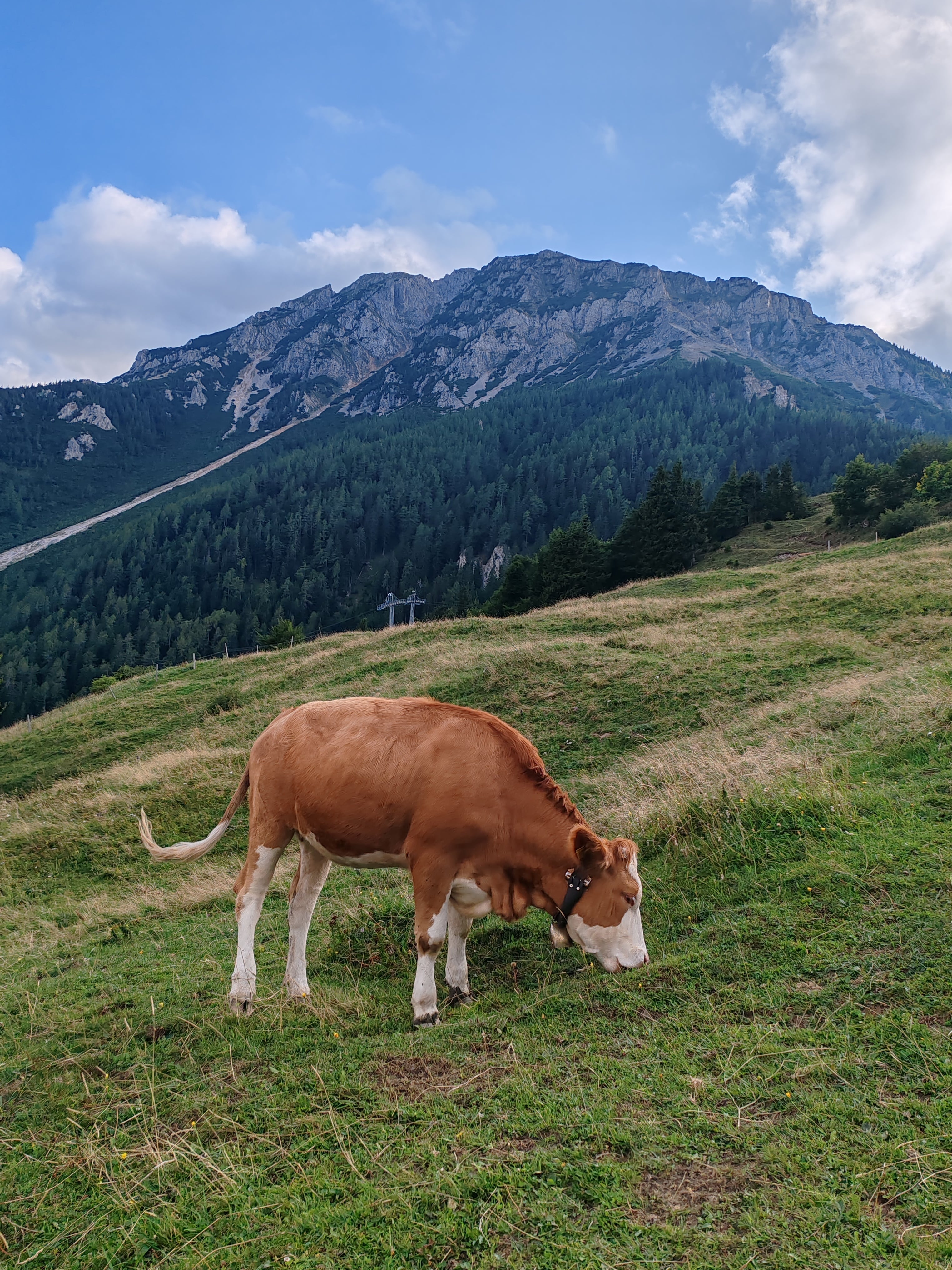 Tehén Schneeberg túra Ausztria hegyvidék