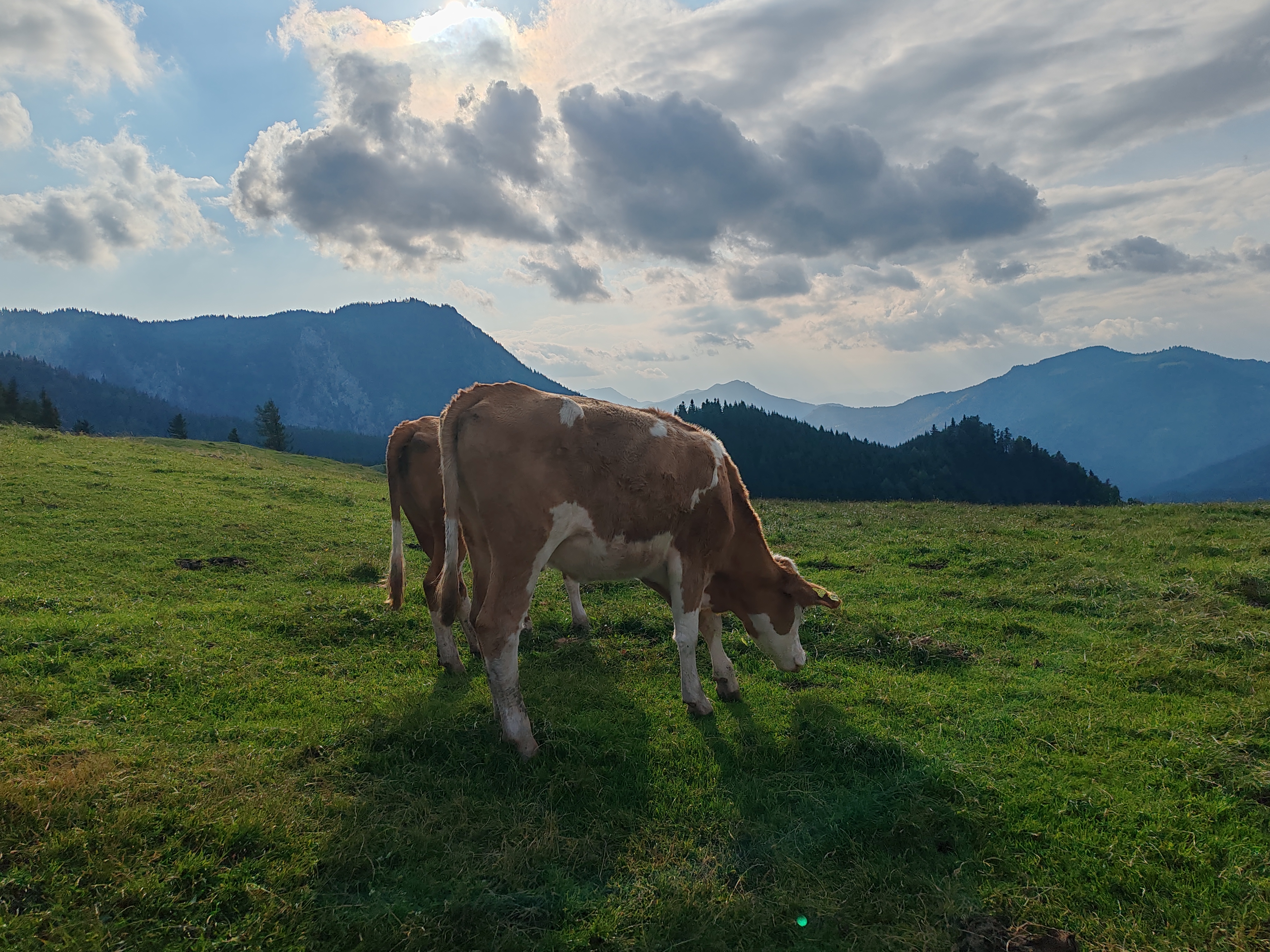 Schneeberg Ausztria hegyvidéki túra tehén