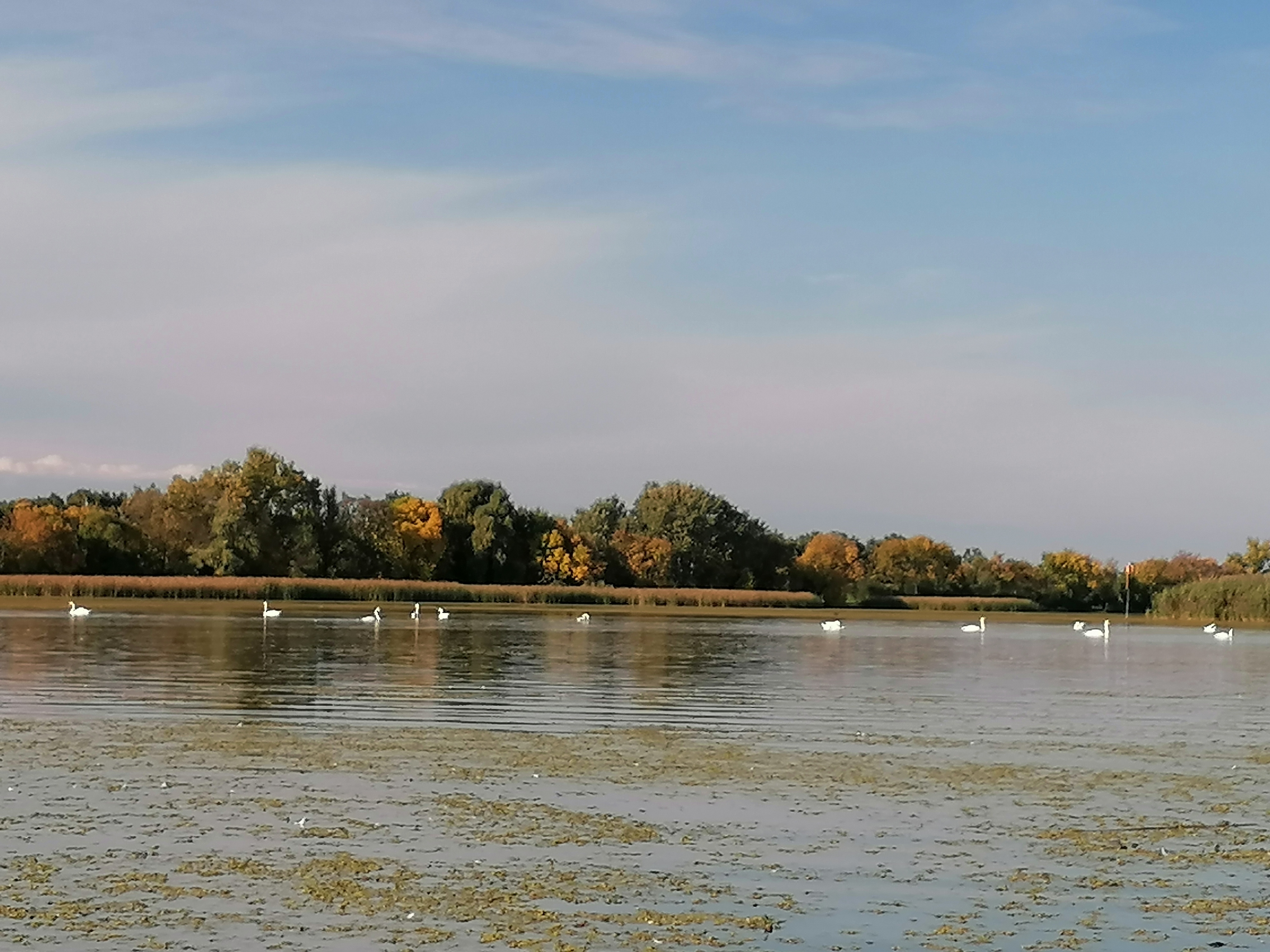 tisza-to6.jpg