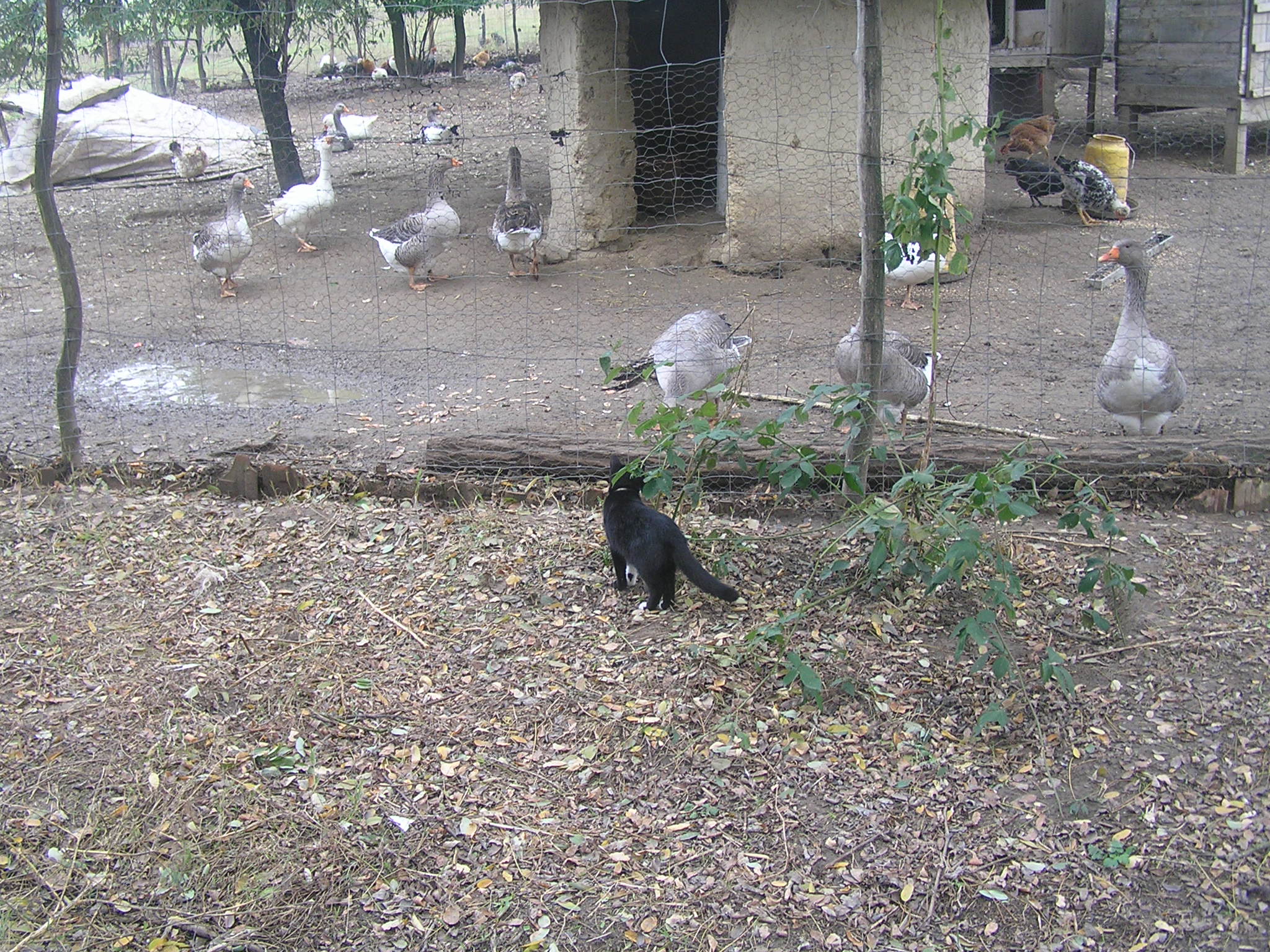 latogatas_magfalvan_2014_10_26_012.jpg