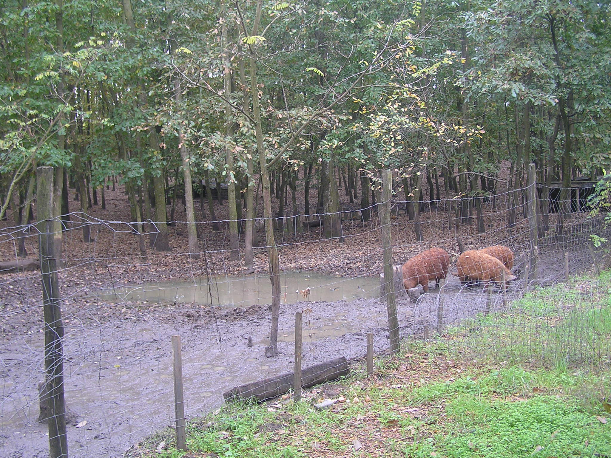 latogatas_magfalvan_2014_10_26_026.jpg