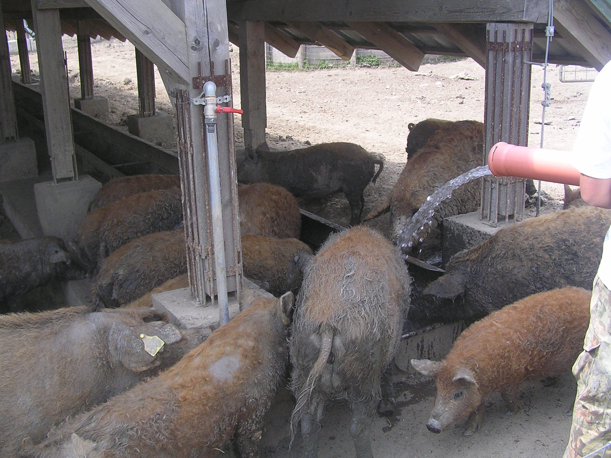 mangalica_itatas.JPG