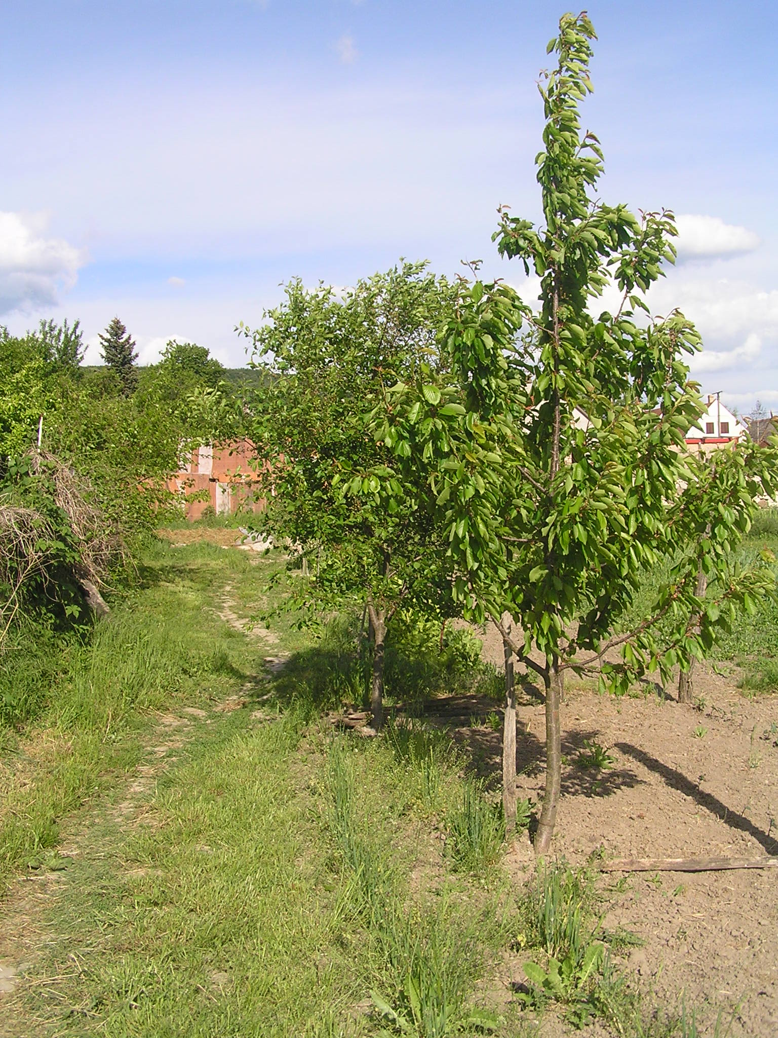 p1010117.JPG