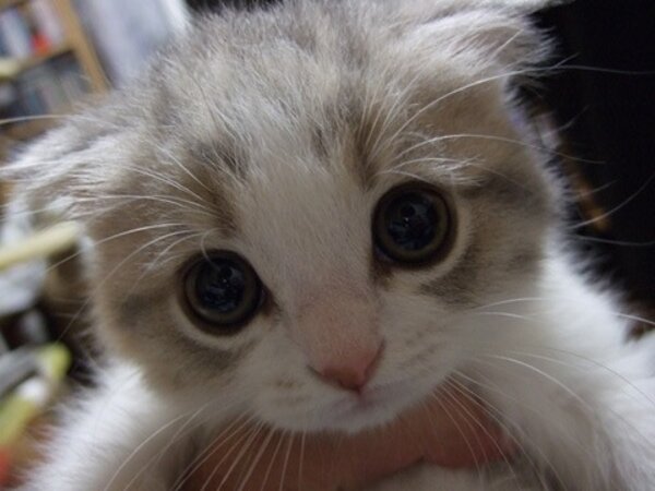 cute-kitten-with-big-eyes.jpg