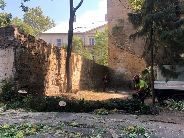 Tizenhat fa kivágását engedélyezte Baranyi „Fagyilkos” Krisztina