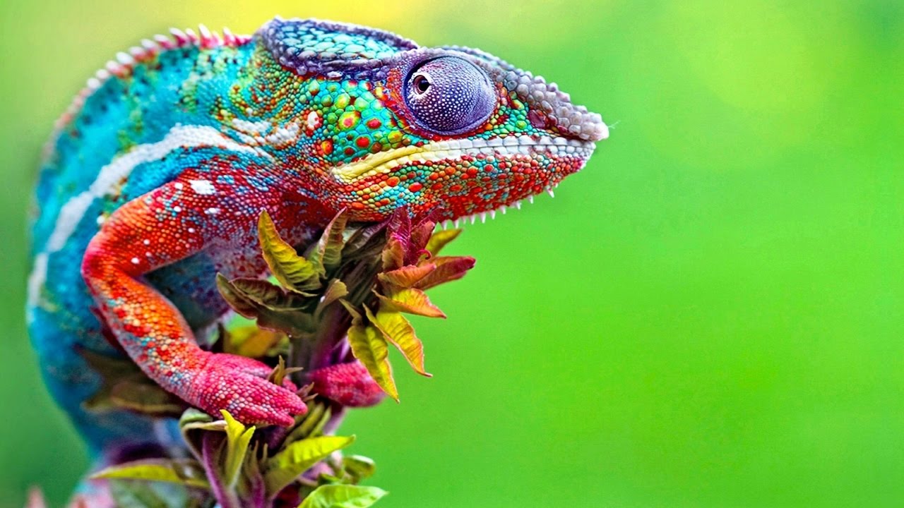 chameleon.jpg