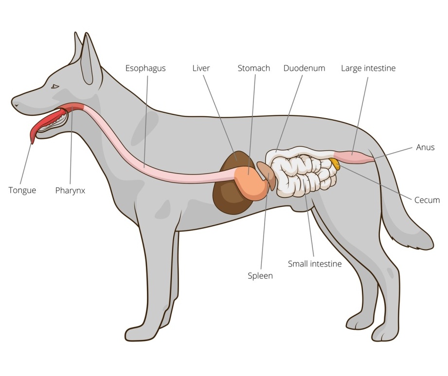 dog-digestion-vs_-human-digestion-whats-different.jpg