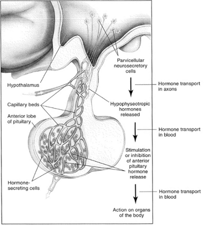 hypo3.jpg