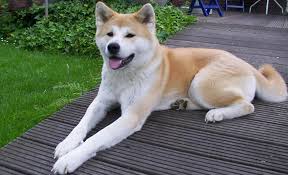 akita.jpg